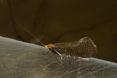 <i>Nematopogon adansoniella</i>