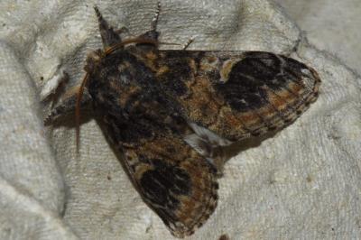 <i>Notodonta tritophus</i>