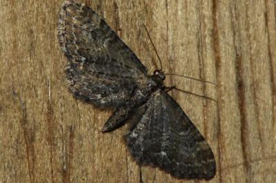 <i>Eupithecia vulgata</i>