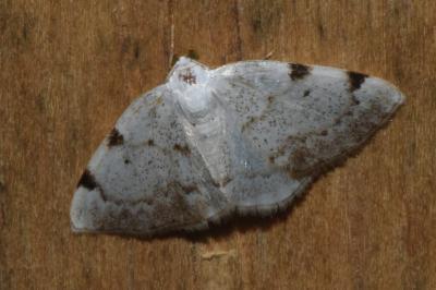 <i>Lomographa bimaculata</i>