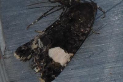 <i>Tyta luctuosa</i>