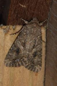 <i>Anarta trifolii</i>