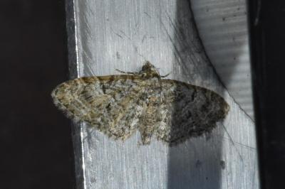 <i>Eupithecia dodoneata</i>