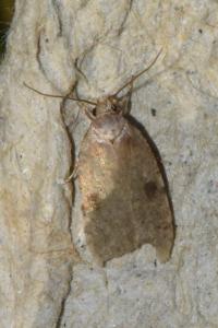 <i>Agonopterix propinquella</i>