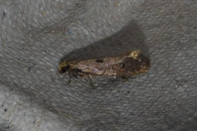 <i>Tinea trinotella</i>