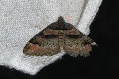 <i>Catarhoe rubidata</i>