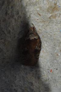 <i>Agonopterix purpurea</i>