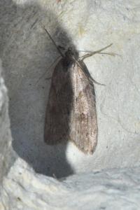 <i>Pachycnemia hippocastanaria</i>