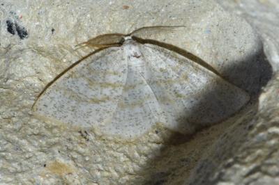 <i>Cabera exanthemata</i>