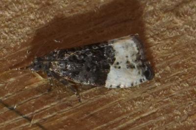<i>Hedya pruniana</i>