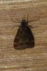 <i>Pyrausta despicata</i>