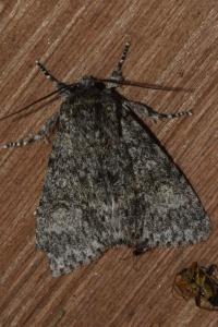 <i>Acronicta megacephala</i>