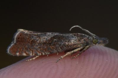<i>Dichrorampha acuminatana</i>