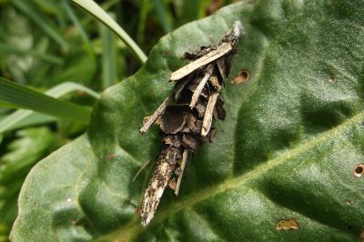<i>Canephora hirsuta</i>