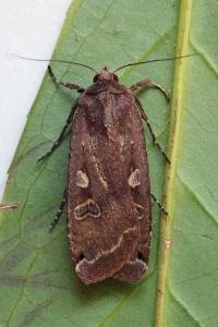 <i>Noctua pronuba</i>