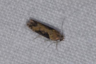 <i>Scrobipalpa costella</i>