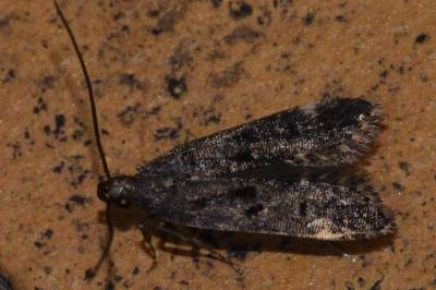 <i>Dichomeris alacella</i>