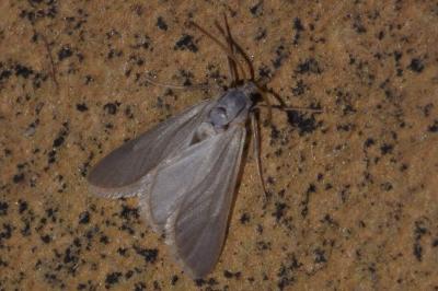 <i>Acentria ephemerella</i>