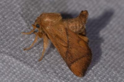 <i>Apoda limacodes</i>