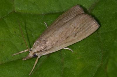<i>Calamotropha paludella</i>