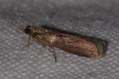 <i>Cryptoblabes bistriga</i>