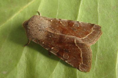 <i>Orthosia incerta</i>