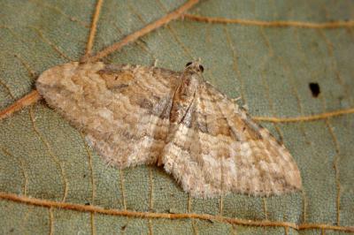 <i>Nycterosea obstipata</i>