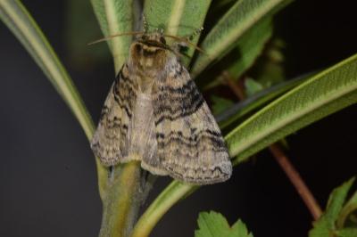 <i>Tethea or</i>