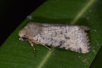 <i>Spudaea ruticilla</i>