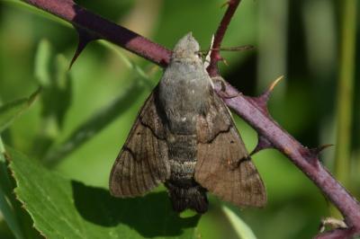 <i>Macroglossum stellatarum</i>