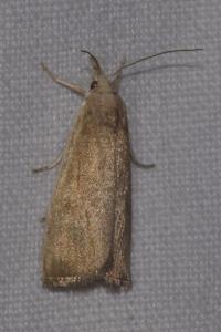 <i>Calamotropha paludella</i>