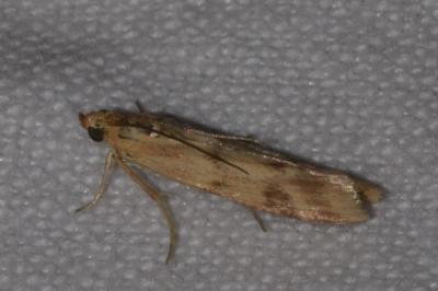 <i>Homoeosoma sinuella</i>