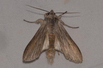 <i>Cucullia umbratica</i>