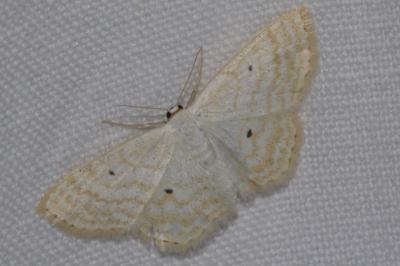 <i>Scopula immutata</i>