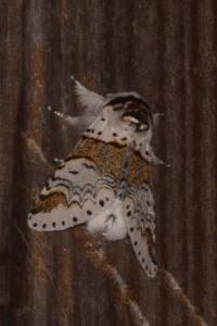 <i>Furcula furcula</i>