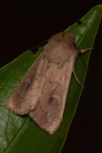 <i>Mythimna ferrago</i>