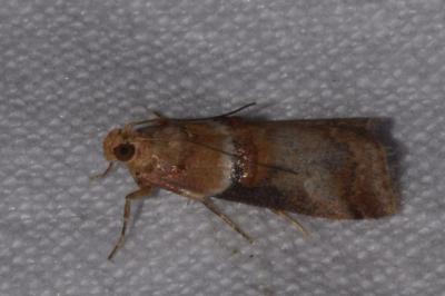 <i>Acrobasis tumidana</i>
