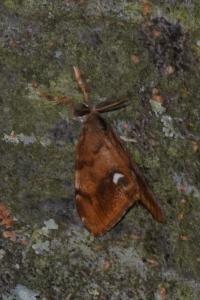 <i>Orgyia antiqua</i>