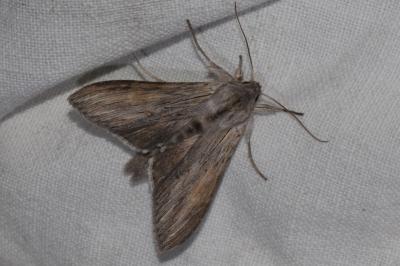 <i>Cucullia umbratica</i>