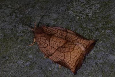 <i>Archips podana</i>