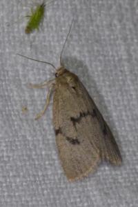 <i>Apaidia mesogona</i>