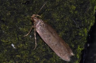 <i>Bryotropha desertella/politella/terrella</i>