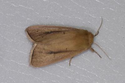 <i>Sesamia nonagrioides</i>