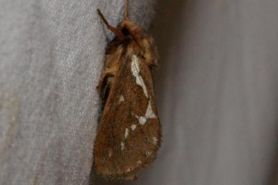 <i>Korscheltellus lupulinus</i>