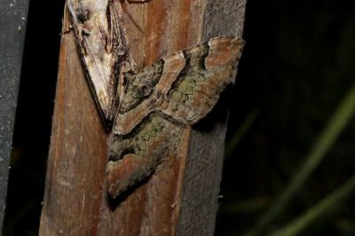 <i>Catarhoe rubidata</i>