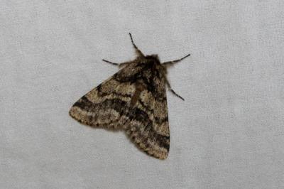 <i>Lycia hirtaria</i>