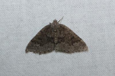 <i>Aleucis distinctata</i>