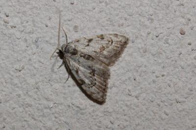 <i>Nola confusalis</i>