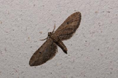 <i>Eupithecia innotata</i>