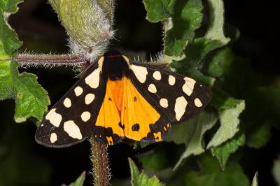 <i>Arctia villica</i>